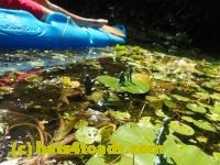 /home//u458753944/public_html/sourcegallery////Frogs/Bullfrogs 2016-08 Ontario/P8081388.JPG